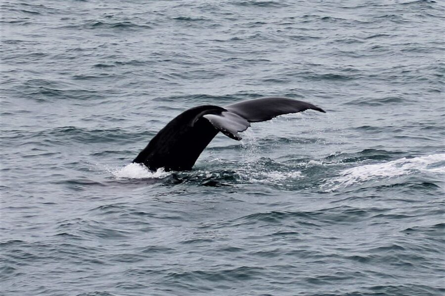 Reykjavik: Whale Watching in Faxaflói Bay & Live Lava Show - The one-hour gap is your responsibility