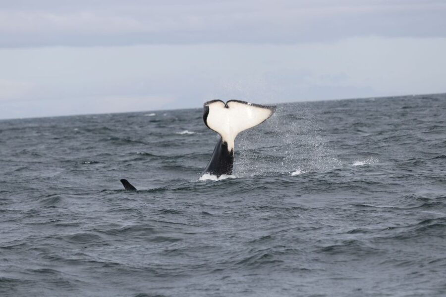 Reykjavik: Whale Watching in Faxaflói Bay & Live Lava Show - Starting at Geirsgata 11 for the whale trip