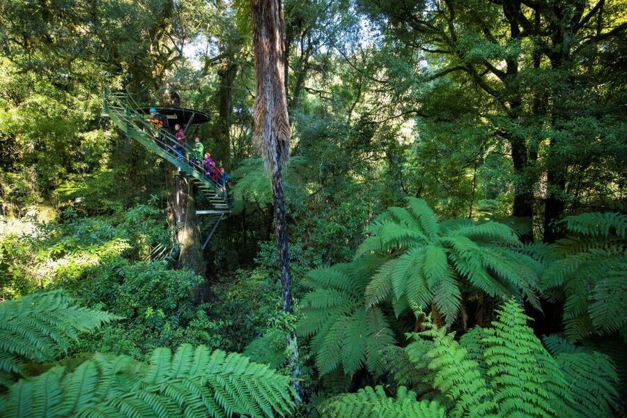 Rotorua: 6 Ziplines, 400m Tandem, Cliff Walk & Swing Bridges - Six ziplines in a protected Rotorua forest