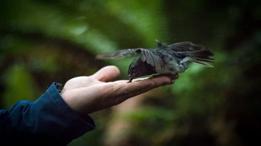 Rotorua: 6 Ziplines, Swing-Bridges & Wildlife Encounters - Key points to know before you book