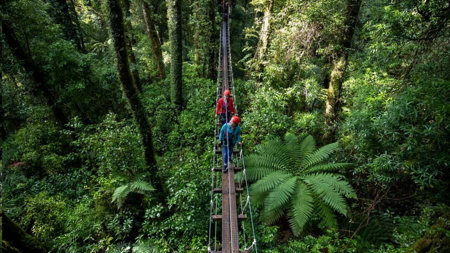 Rotorua: 6 Ziplines, Swing-Bridges & Wildlife Encounters - Should you book the Original Canopy Tour?
