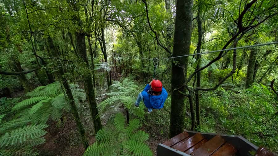 Rotorua: 6 Ziplines, Swing-Bridges & Wildlife Encounters - Native birds and a forest with a purpose