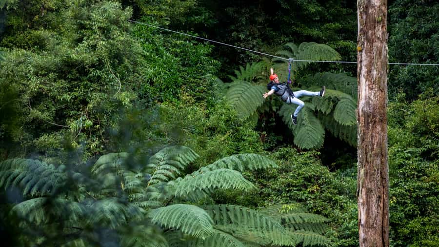 Rotorua: 6 Ziplines, Swing-Bridges & Wildlife Encounters - Who will enjoy it most
