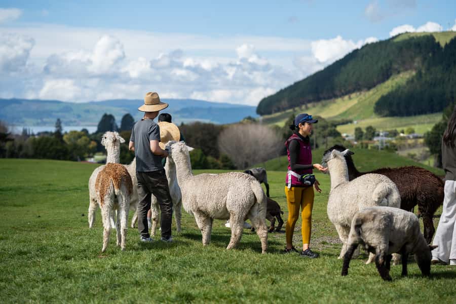 Rotorua: Authentic Kiwi Farm Experience at the Agrodome - Why the Agrodome works so well in Rotorua