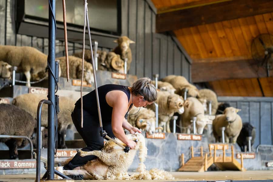 Rotorua: Authentic Kiwi Farm Experience at the Agrodome - A closer look at New Zealand farming