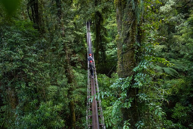 Rotorua Canopy Tours: 2.5Hour Native Forest Zipline Adventure - From forest floor to tree canopy
