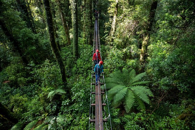 Rotorua Canopy Tours: 2.5Hour Native Forest Zipline Adventure - Why the conservation work matters