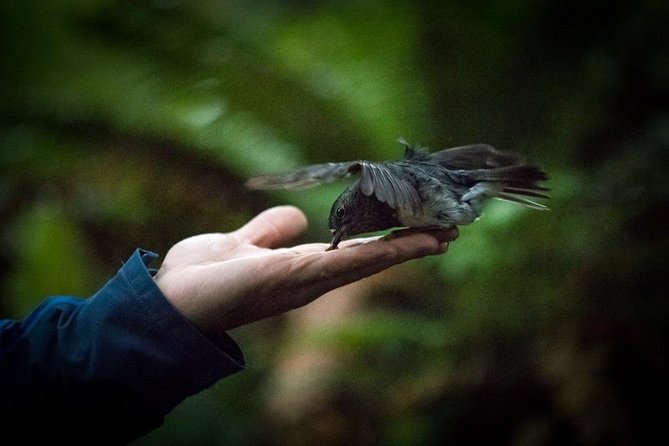 Rotorua Canopy Tours: 2.5Hour Native Forest Zipline Adventure - Who will enjoy this most