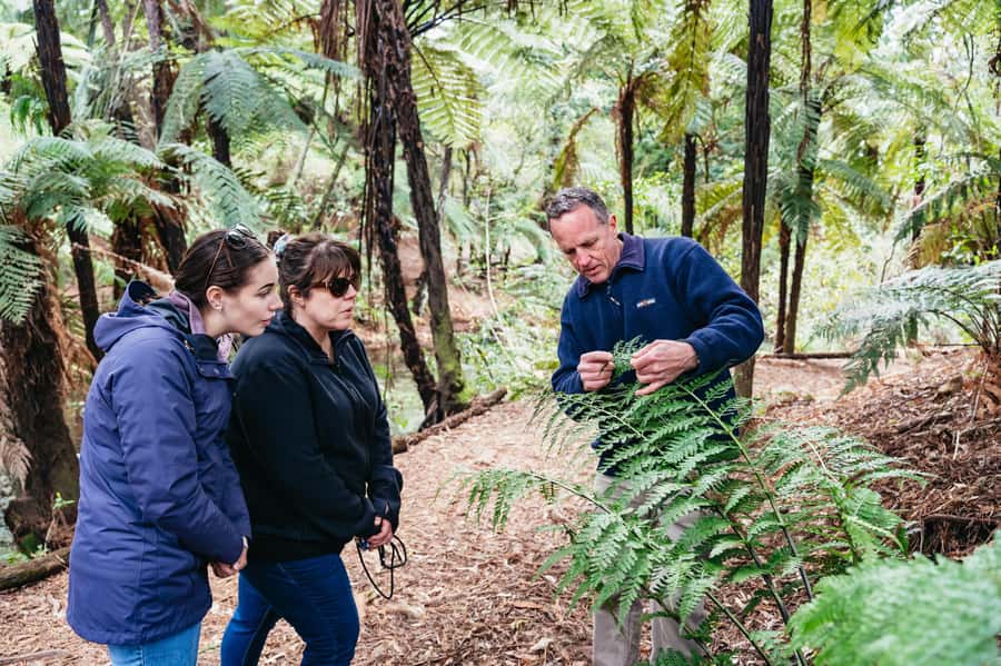 Rotorua: Explore The Lakes Half-Day Morning Tour - Key points at a glance