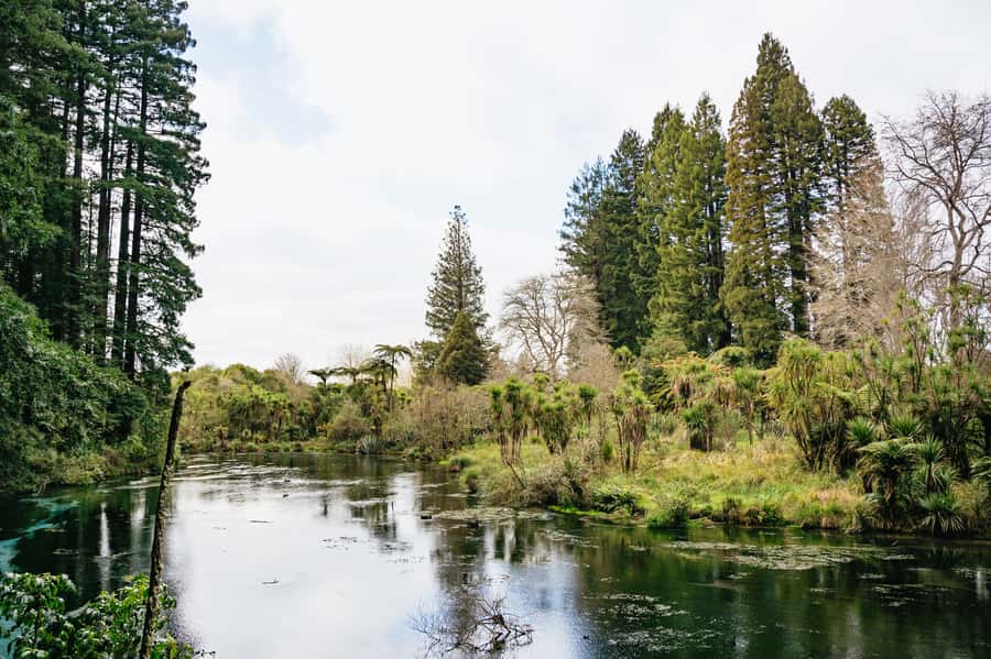 Rotorua: Explore The Lakes Half-Day Morning Tour - Is $89 good value?