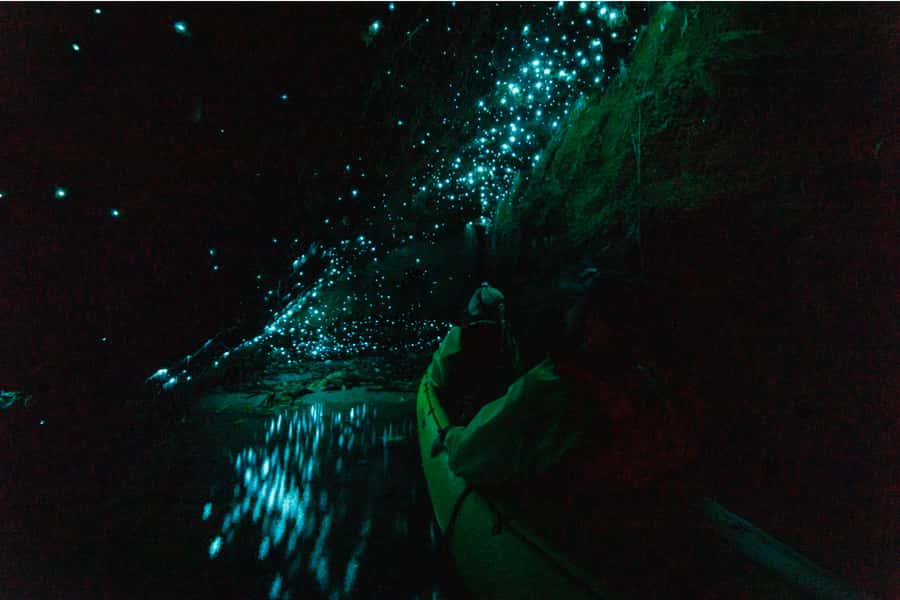 Rotorua: Glow Worm Adventure Kayak - Why the guides matter