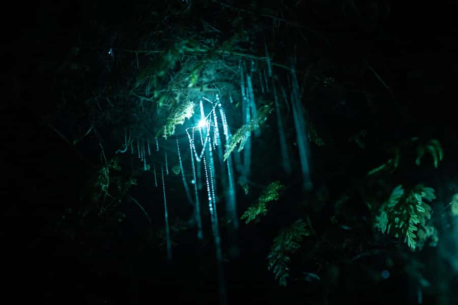 Rotorua: Glow Worm Kayak Tour - Who will enjoy it most