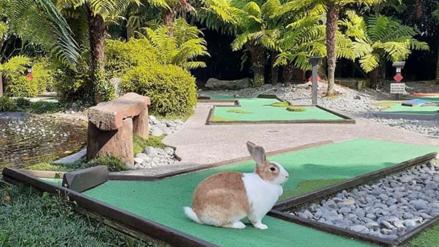 Rotorua: Mini Golf Experience - A Rotorua mini-golf course with a real waterfall