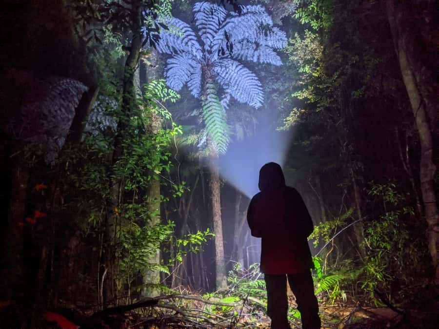 Rotorua: Nocturnal Glow-Worm Adventure Tour with a Guide - Why this Rotorua night walk is different