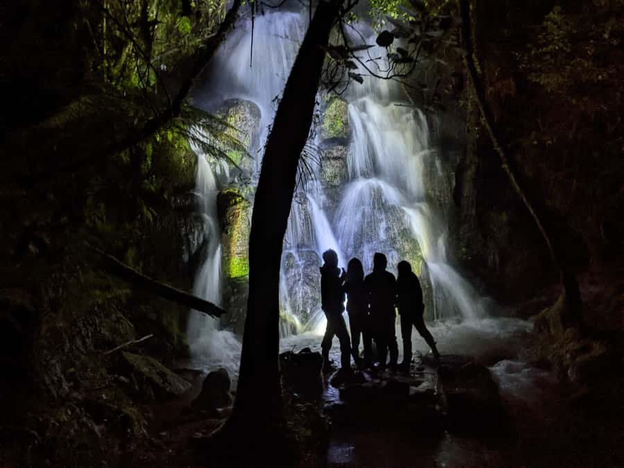 Rotorua: Nocturnal Glow-Worm Adventure Tour with a Guide - The 2-kilometer walk through native bush