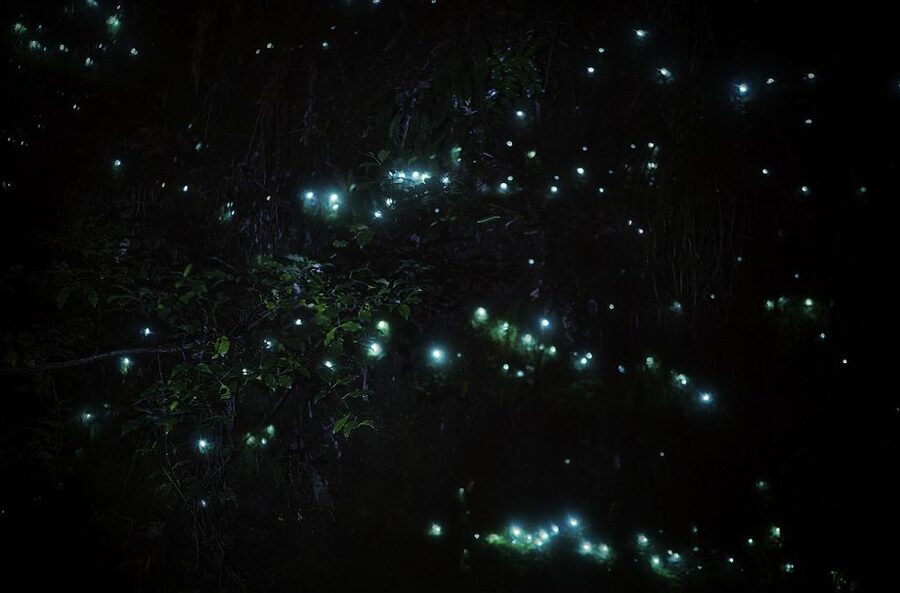 Rotorua: Nocturnal Glow-Worm Adventure Tour with a Guide - Is $74 a fair price?