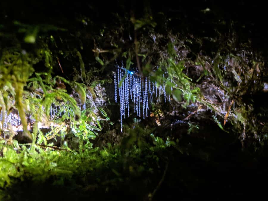 Rotorua: Nocturnal Glow-Worm Adventure Tour with a Guide - Who will enjoy this most?