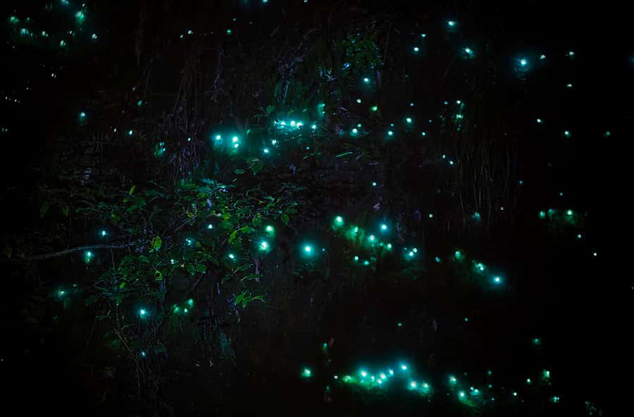 Rotorua: Nocturnal Glow-Worm Adventure Tour with a Guide - Meeting your guide and leaving Rotorua
