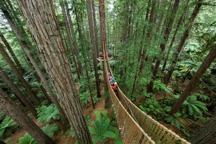 Rotorua: Redwoods Altitude, Nighttime Fast Pass, & Treewalk - Why this redwood combination works