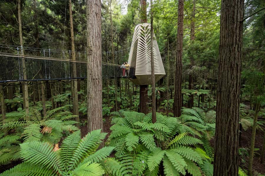 Rotorua: Redwoods Altitude, Nighttime Fast Pass, & Treewalk - Three ziplines and the final adrenaline rush