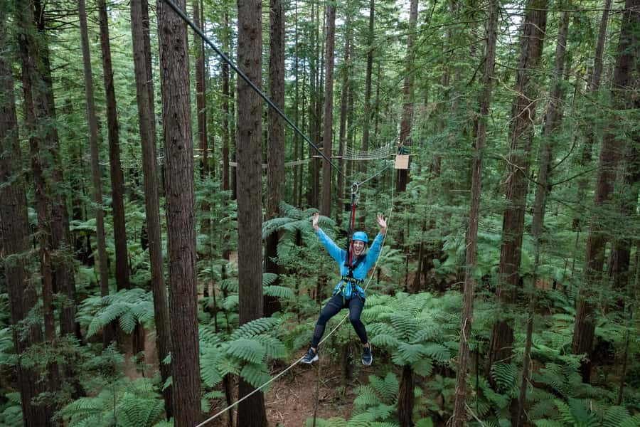 Rotorua: Redwoods Altitude, Nighttime Fast Pass, & Treewalk - The daytime Treewalk and glowworms