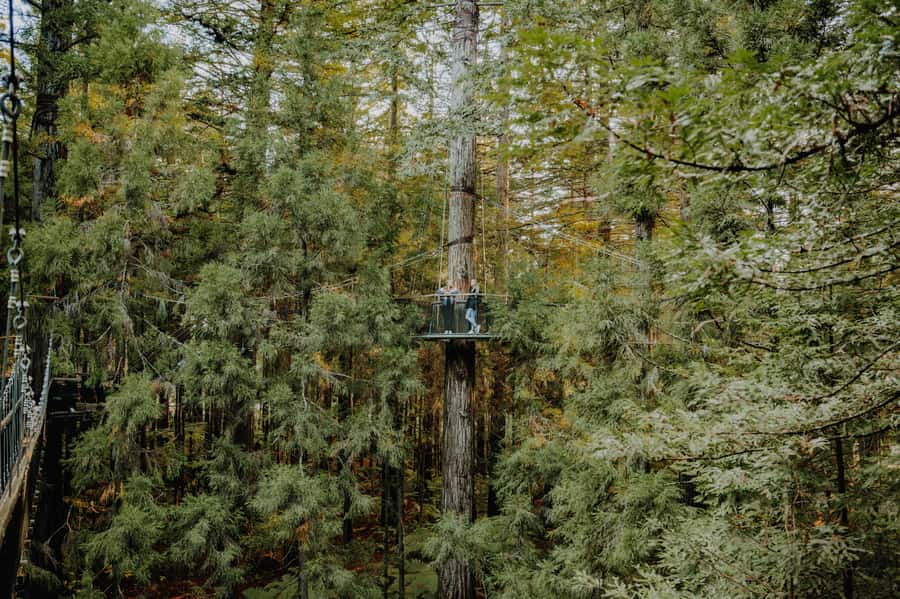 Rotorua: Redwoods Altitude, Nighttime Fast Pass, & Treewalk - Fast Pass at Redwoods Nightlights