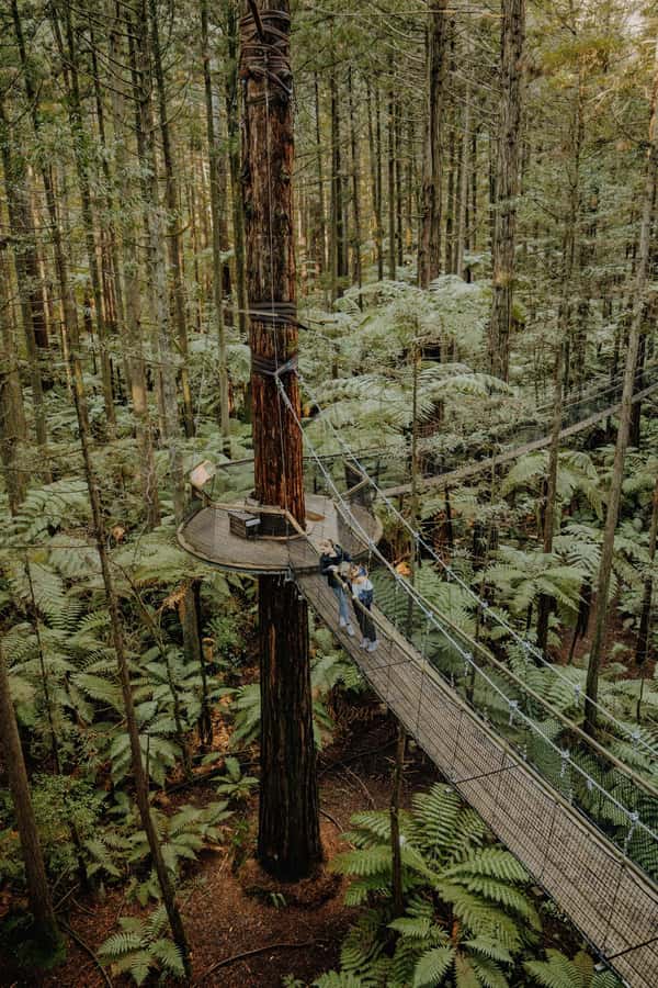 Rotorua: Redwoods Altitude, Nighttime Fast Pass, & Treewalk - Who should book this experience?