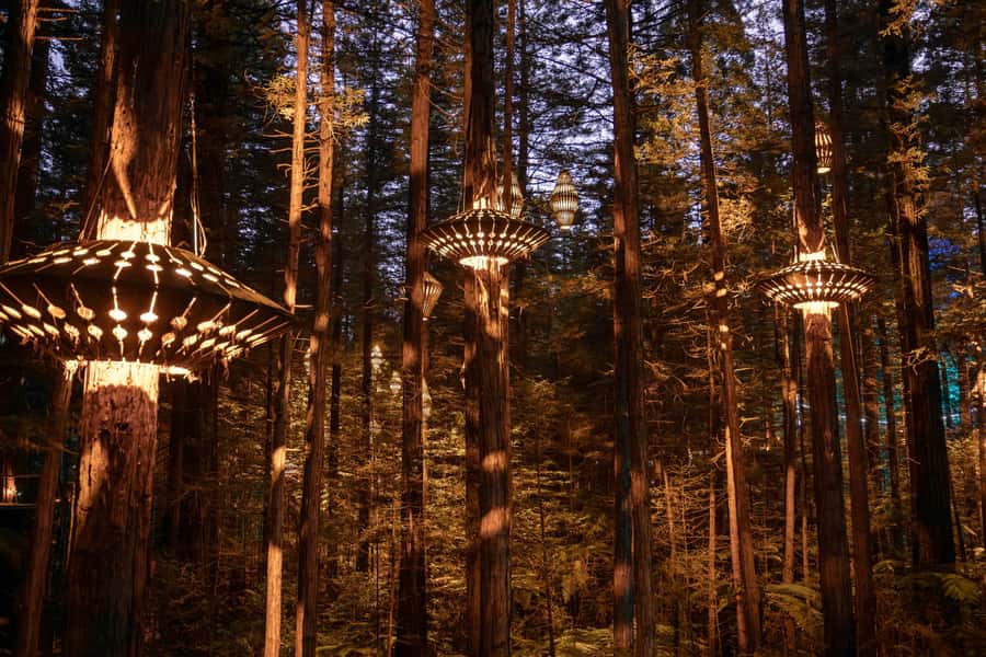 Rotorua: Redwoods Altitude, Nighttime Fast Pass, & Treewalk - Beginning at Redwoods Altitude