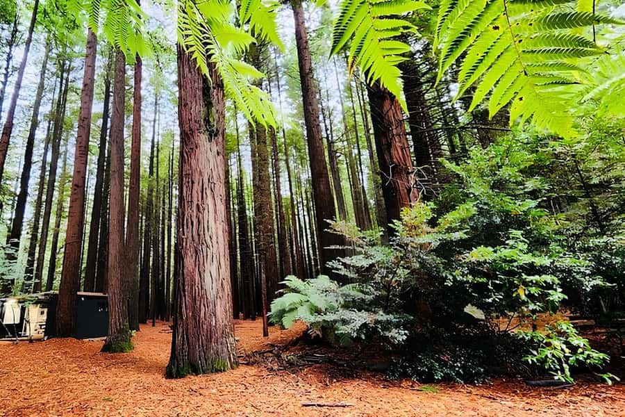 Rotorua & Taupo DayTour Waiotapu & Huka Falls from Auckland - Rotorua adds culture, forest, and geothermal character