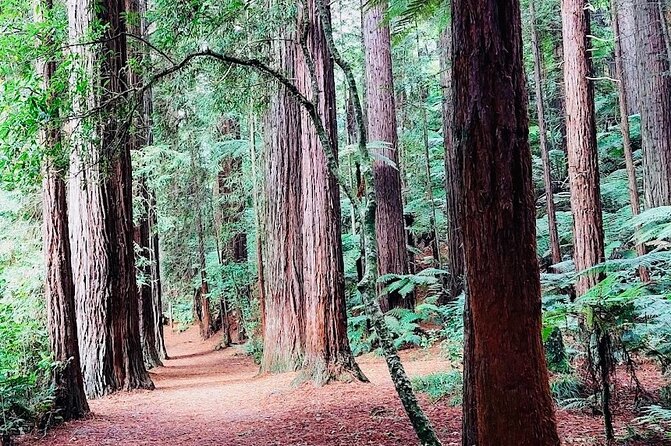 Rotorua & Taupo DayTour with Waiotapu & Huka Falls from Auckland - Redwoods Forest adds a quieter change of scene