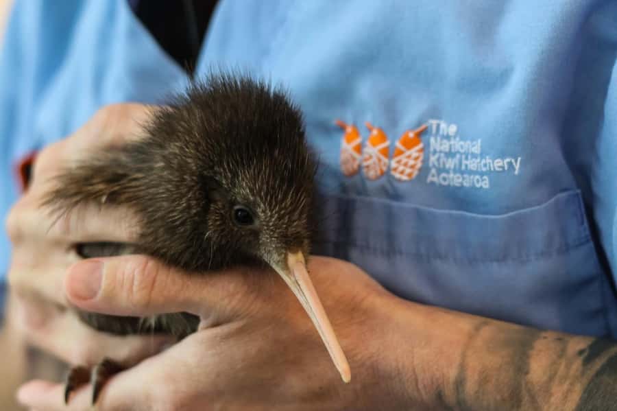 Rotorua: The National Kiwi Hatchery Kiwi Encounter Tour - Key points to know before you go