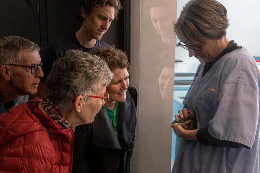 Rotorua: The National Kiwi Hatchery Kiwi Encounter Tour - Inside the working hatchery