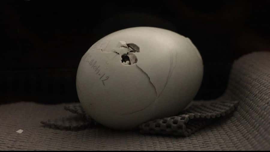 Rotorua: The National Kiwi Hatchery Kiwi Encounter Tour - Seeing eggs and chicks from September to March