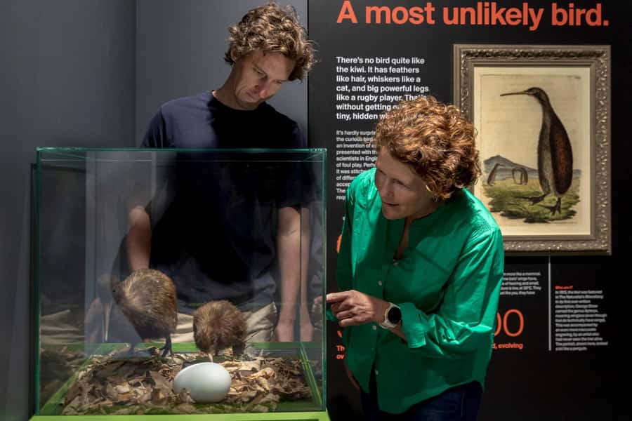 Rotorua: The National Kiwi Hatchery Kiwi Encounter Tour - Meeting kiwi in the Nocturnal House