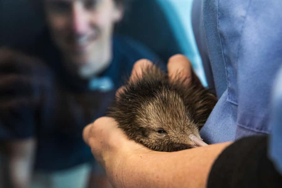 Rotorua: The National Kiwi Hatchery Kiwi Encounter Tour - Getting to the hatchery from Rotorua