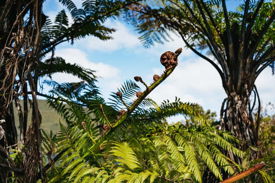 Rotorua: 'Thermal Path Tour' Geothermal half day Tour - Ending at Waikite Valley Thermal Pools