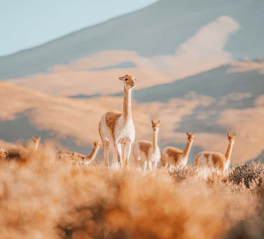 San Pedro de Atacama: Tatio Geysers and Machuca Tour - Key points to know before booking
