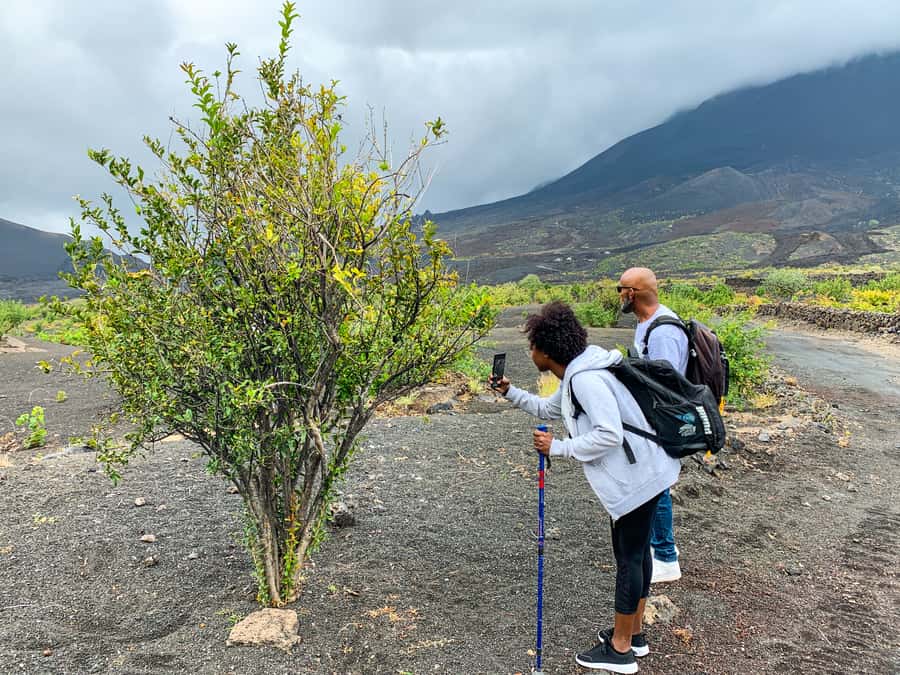 São Filipe: Fogo Volcano with Wine and Cheese Tasting - Who will enjoy this Fogo excursion?