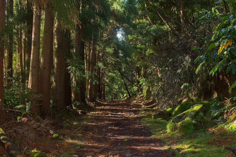 São Miguel: Full-Day Hike to Lagoa do Fogo - How good is the $68 value?
