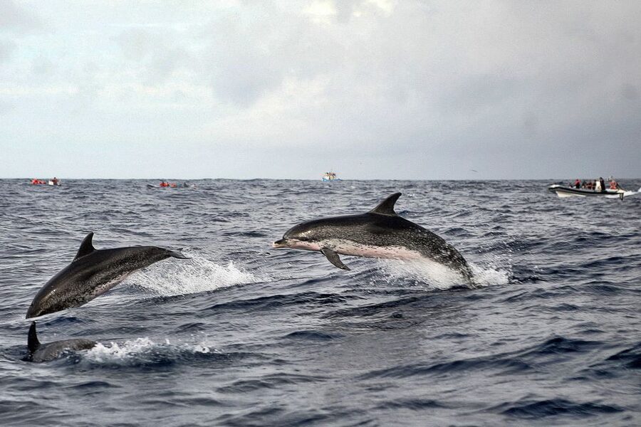 São Miguel: Whales & Volcano Full-Day Tour with Lunch - Should you book it?