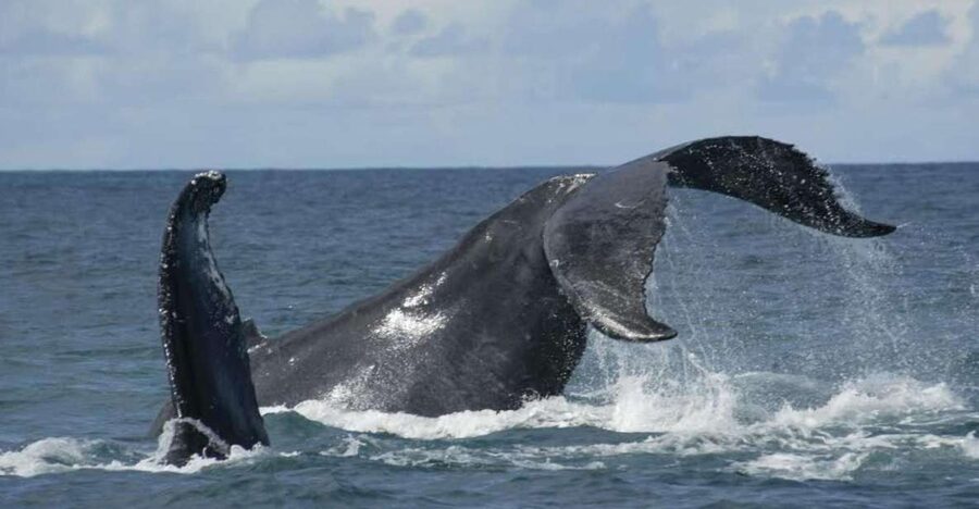 São Miguel: Whales & Volcano Full-Day Tour with Lunch - What the catamaran ride feels like in practice