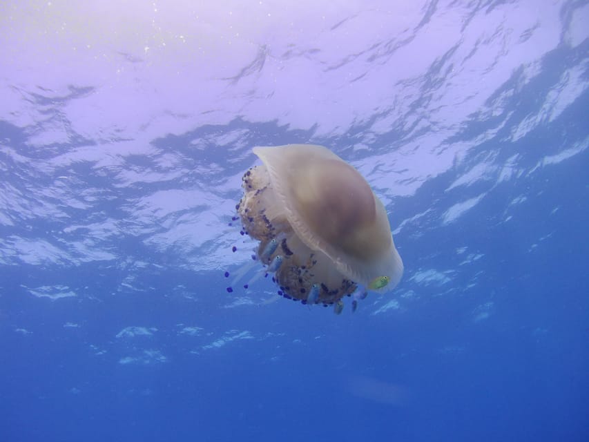 Scuba Diving in the Volcanic Caldera/shorelines of Santorini - Two underwater sessions, matched to your level