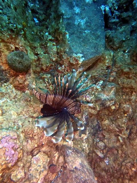 Scuba Diving in the Volcanic Caldera/shorelines of Santorini - Safety is the real value of the package