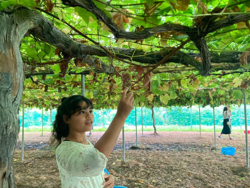 Seasonal Mt. Fuji Scenic Views, Fruit Picking and Ropeway! - Key points at a glance