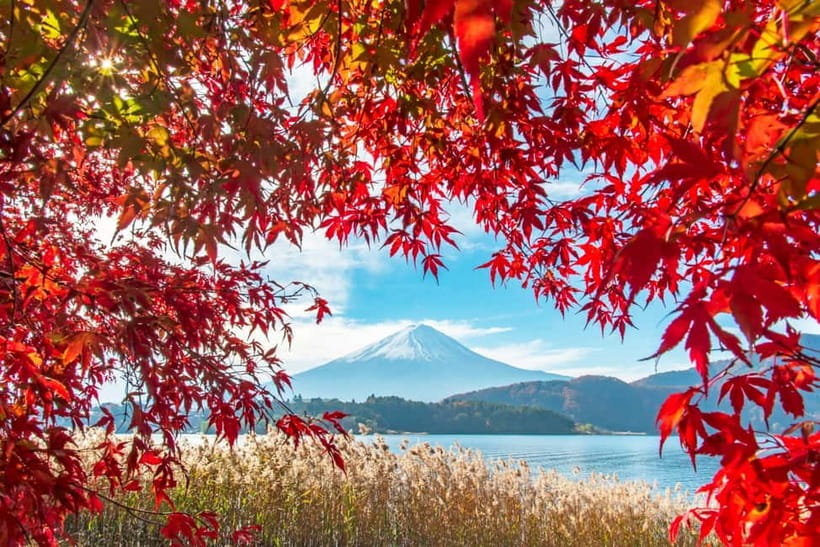 Seasonal Mt. Fuji Scenic Views, Fruit Picking and Ropeway! - Why this Mt. Fuji day trip works