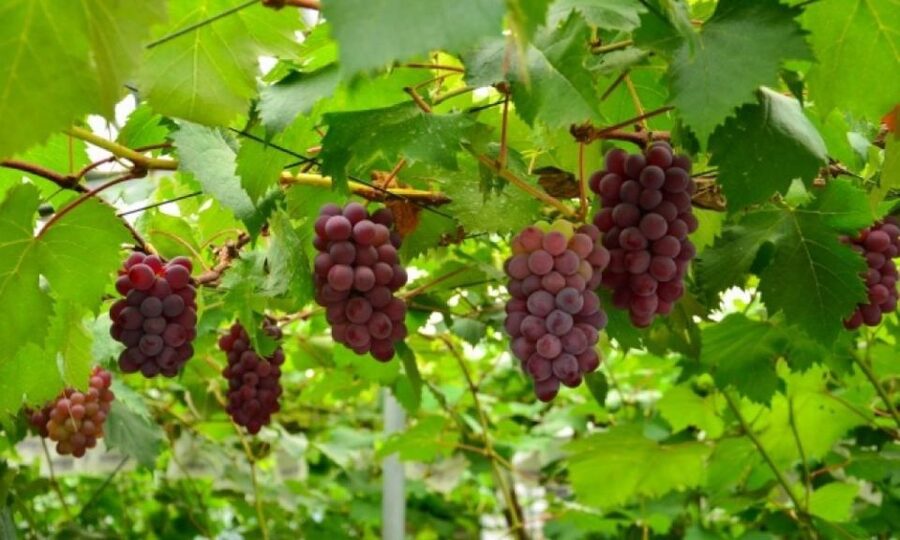 Seasonal Mt. Fuji Scenic Views, Fruit Picking and Ropeway! - The changing seasonal itinerary