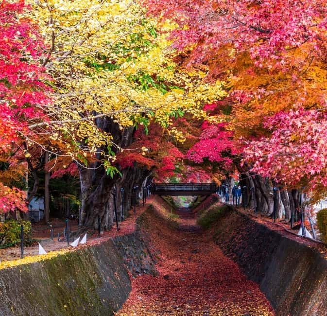 Seasonal Mt. Fuji Scenic Views, Fruit Picking and Ropeway! - What the guide adds