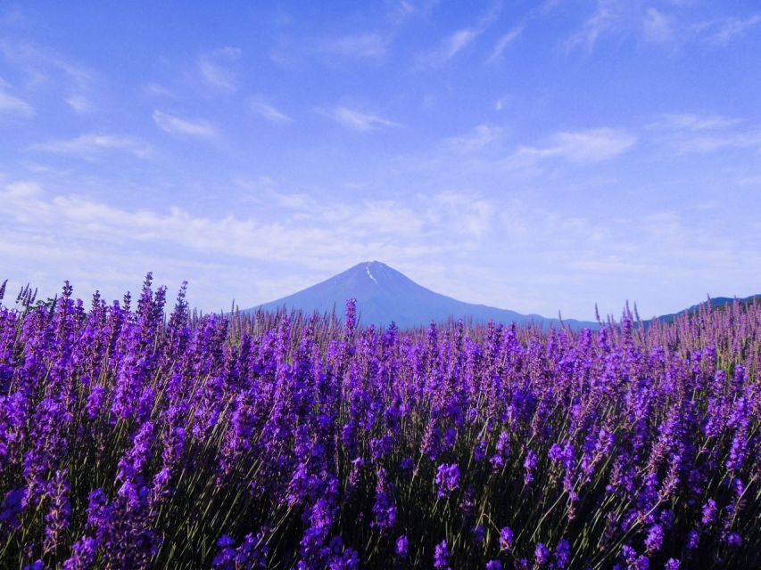 Seasonal Mt. Fuji Scenic Views, Fruit Picking and Ropeway! - Leaving Shinjuku for Yamanashi