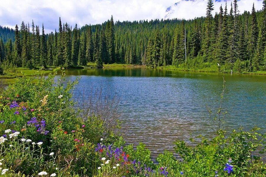 Seattle: Mount Rainier Park All-Inclusive Small Group Tour - Who should book this Rainier day?