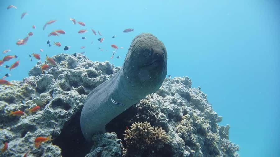 Sharm El Sheikh: Day sail to White island and Ras Mohamed - Timing, transport, and comfort